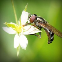 /album/atc-elvira/photolia-a02-jpg/