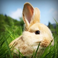 /album/atc-elvira/photolia-a03-jpg/