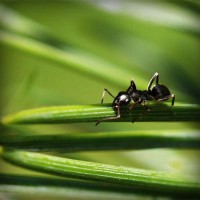 /album/atc-elvira/photolia-a05-jpg/