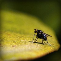 /album/atc-elvira/photolia-a07-jpg/