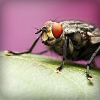 /album/atc-elvira/photolia-a08-jpg/